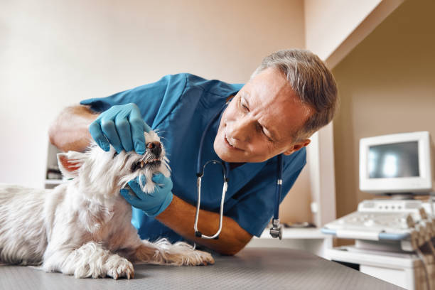 Best Weekend Emergency Dentist in Meadowbrook, VA